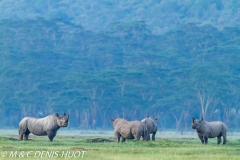 rhinocéros noir / black rhino