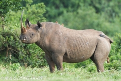 rhinocéros noir / black rhino