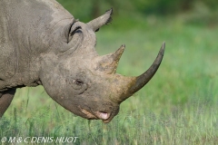 rhinocéros noir / black rhino