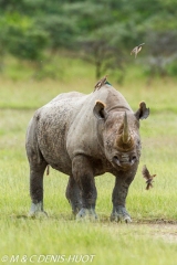 rhinocéros noir / black rhino