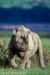 rhinocéros noir / black rhino