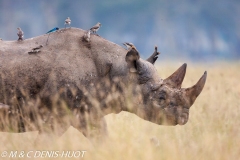 rhinocéros noir / black rhino