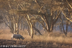 rhinocéros noir / black rhino