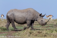 rhinocéros noir / black rhino