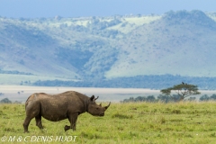 rhinocéros noir / black rhino