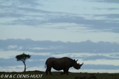 rhinocéros noir / black rhino