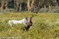 rhinocéros noir / black rhino