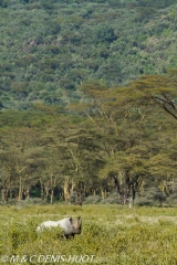 rhinocéros noir / black rhino