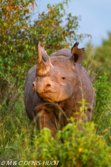 rhinocéros noir / black rhino