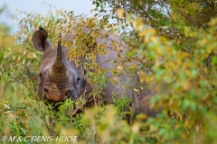 rhinocéros noir / black rhino