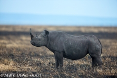 rhinocéros noir / black rhino