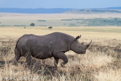 rhinocéros noir / black rhino