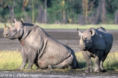 rhinocéros noir / black rhino