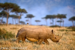 rhinocéros noir / black rhino