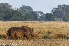 rhinocéros noir / black rhino