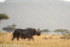 rhinocéros noir / black rhino