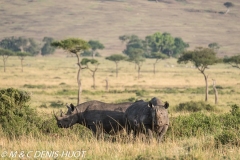 rhinocéros noir / black rhino