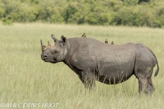 rhinocéros noir / black rhino