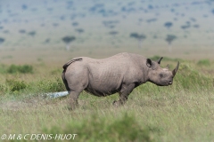 rhinocéros noir / black rhino