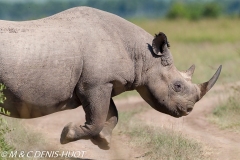 rhinocéros noir / black rhino