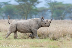 rhinocéros noir / black rhino