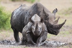 rhinocéros noir / black rhino