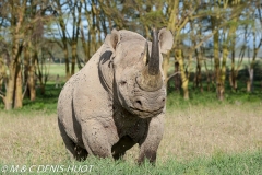 rhinocéros noir / black rhino