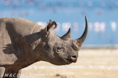 rhinocéros noir / black rhino