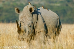 rhinocéros blanc / white rhino