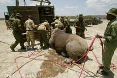 rhinocéros blanc / white rhino