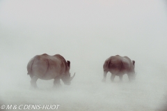 rhinocéros blanc / white rhino