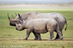 rhinocéros noir / black rhino