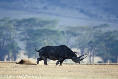 rhinocéros noir / black rhino