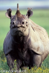 rhinocéros noir / black rhino