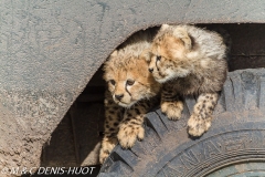 safari avec MDH