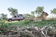 safari avec MDH