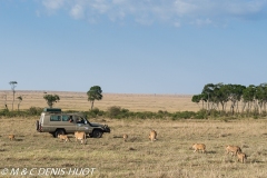 safari avec MDH