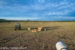 safari avec MDH