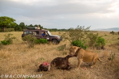 safari avec MDH