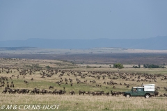 safari avec MDH