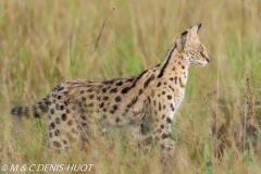 serval