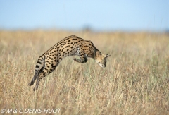 serval