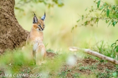 caracal