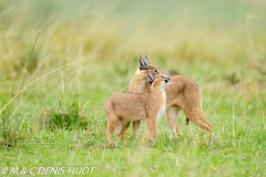 caracal