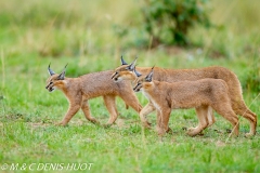 caracal