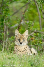 serval