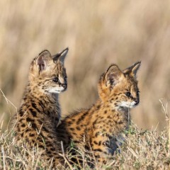 serval