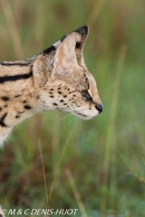 serval