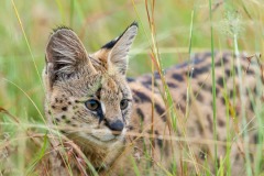 Serval chassant, Felis serval, Masai-Mara, Kenya