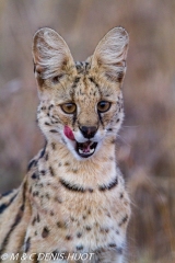 serval